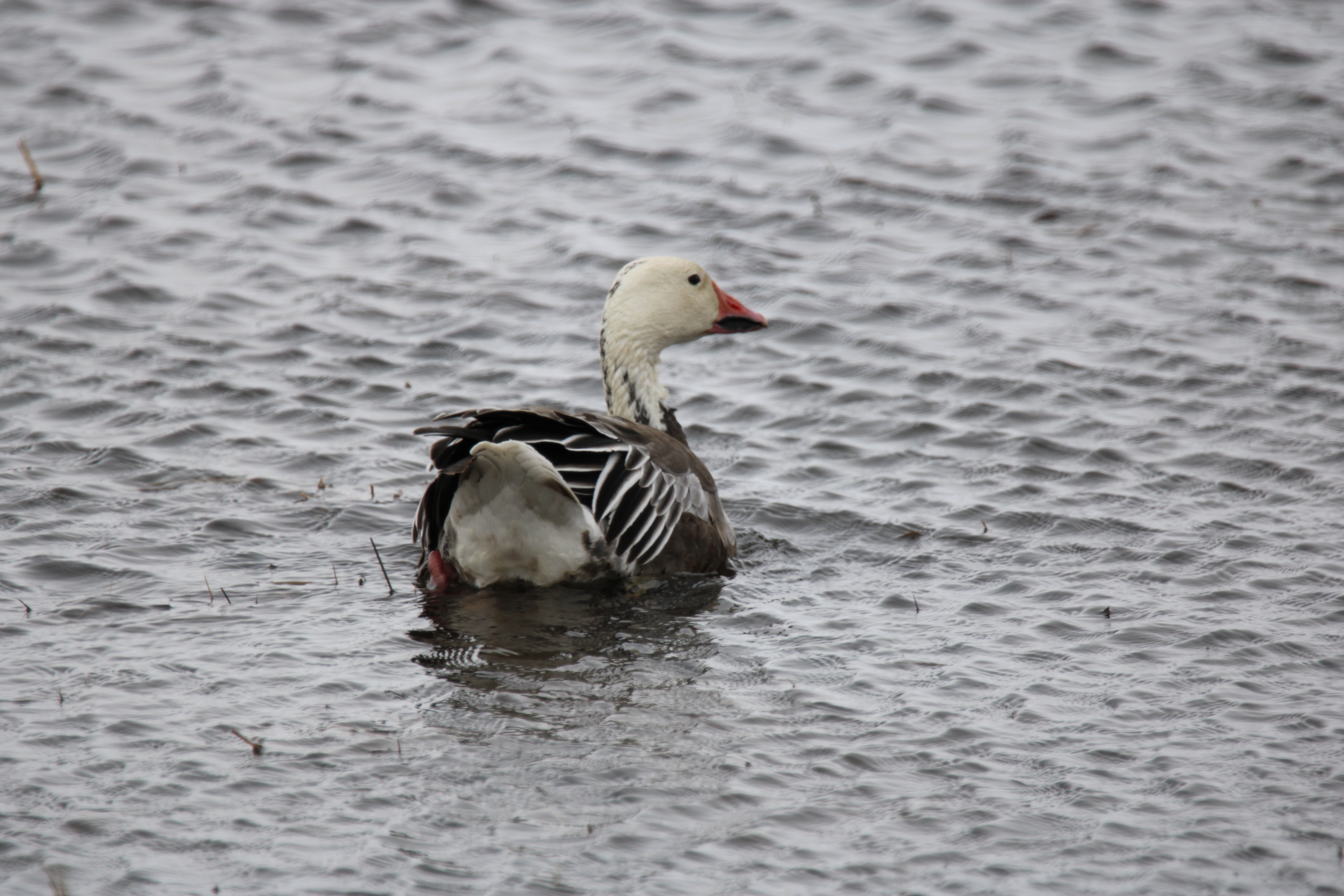 Blue Morph Snow Goose